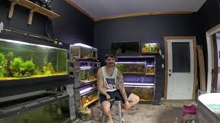 First Fish-room Live! Answering Questions and Cleaning Tanks