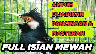 Download lagu Masteran Jalak Suren Mudah Ditiru Gacor Full Isian Tembakan Mewah Cililin Unik mp3 Download lagu Masteran Jalak Suren Mudah Ditiru Gacor Full Isian Tembakan Mewah Cililin Unik mp3