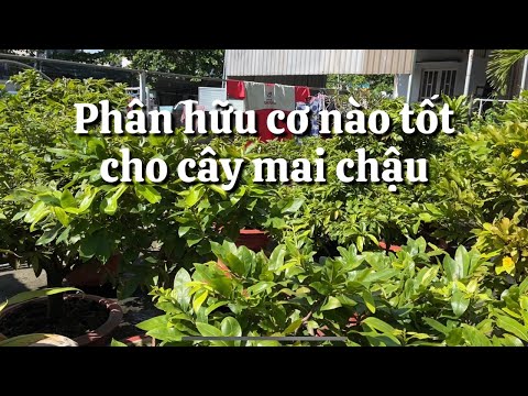 Sử dụng phân hữu cơ nào cho mai mùa mưa và đến tết ? 20-8 âl