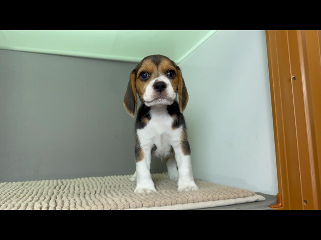 (子犬) 犬種：ビーグル 男の子 ブリーダー マロニエケンネル　MARRONNIER KENNEL k4184の画像