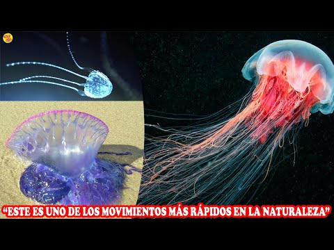 Estos animales están invadiendo todos los mares, las MEDUSAS más PELIGROSAS