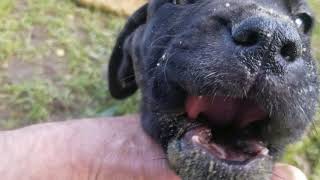 Video preview image #2 Mastiff Puppy For Sale in FULTON, NY, USA