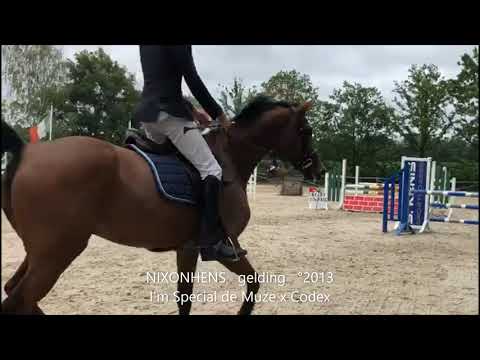 Nixonhens, competition video, I'm Special de Muze x Codex, gelding, °2013, BHT