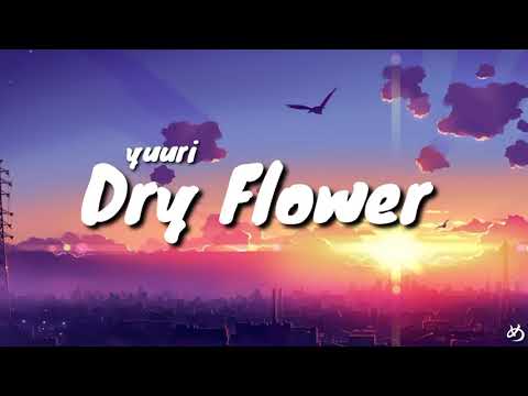 Yuuri - Dry Flower | ドライフラワ | (Lyrics Video)