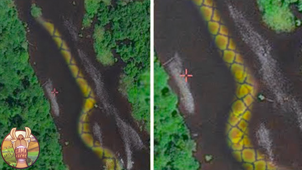 Monstres De Rivière Les Plus Dangereux De L’Amazonie !