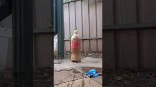 Download lagu Reverse video || Fanta Coca-Cola Sprite Pepsi vs Mentos #shorts mp3