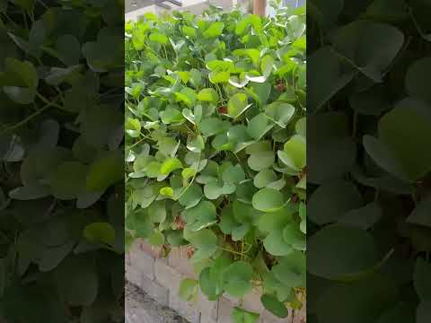 Odelia in goldship plants Cutting subscribe My Channel All plants have in this Gardens Videos