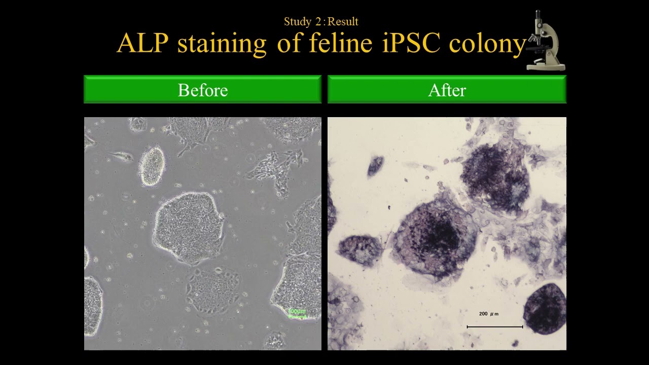 Generation of Virus Free Induced Pluripotent Stem Cells in Cats