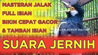 Download lagu Suara Burung Jalak Suren Full Isian Biar Jalak Jadi Cepat Gacor Kepancing Bongkar Isian mp3 Download lagu Suara Burung Jalak Suren Full Isian Biar Jalak Jadi Cepat Gacor Kepancing Bongkar Isian mp3