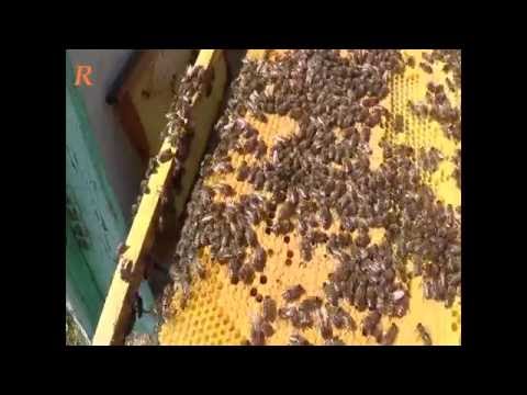 Плановый осмотр пчелы в августе на пасике