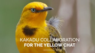 Kakadu collaboration for the yellow chat