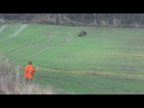 Best moments - December 2015 - driven hunt compilation - Drückjagd Beste Momente Chasse en battue