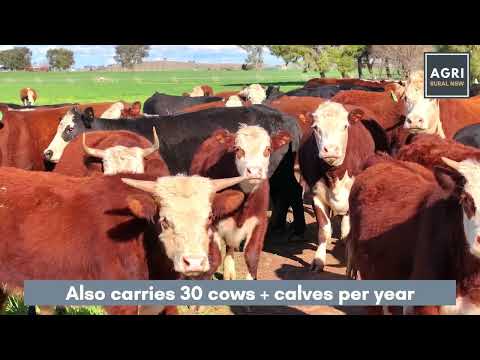 164 Settlement Bridge Road, Canowindra, NSW 2804, 0 ਕਮਰੇ, 0 ਬਾਥਰੂਮ, Lifestyle Property