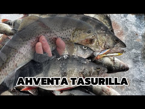 MERELLÄ AHVEN PILKILLÄ | KOMEETA APPIA JA YLLÄTYS SAALIITA