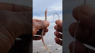 Download lagu cara pasang umpan belut pasir | mancing air asin mp3