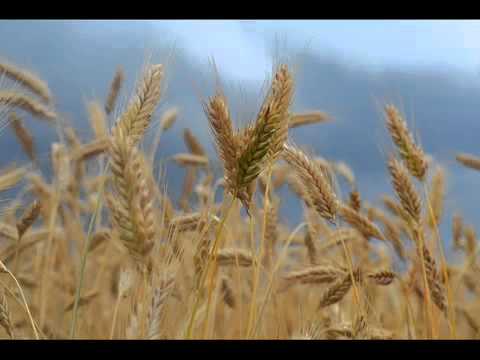 Abdullah Al-Matrood - Surat Al-Anbiya