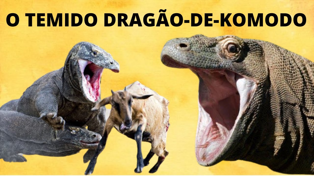 DRAGÃO-DE-KOMODO! O LAGARTO VENENOSO GIGANTE DAS ILHAS DA INDONÉSIA