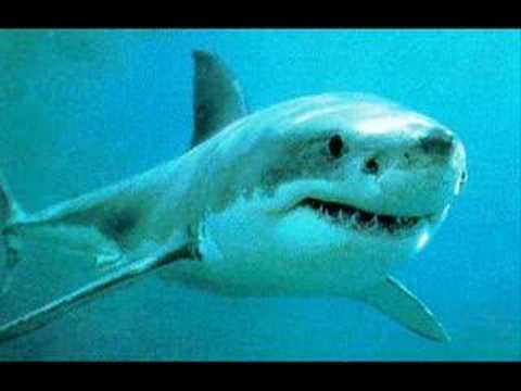 Shark + Megalodon Creeping in my Soul
