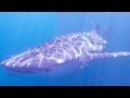 Китовая Акула Pacific Dreams 