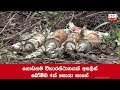 four-mortar-bombs-found-near-a-temple-in-narammala-30-04-2019