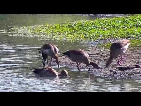 Djuma: Egyptian Goose family-one has a droopy right wing - 09:35 - 05/21/20