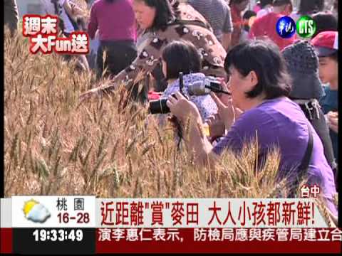 麥穗隨風搖曳! 大雅麥田吸引遊客