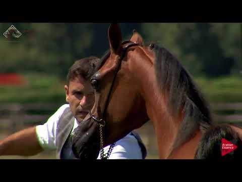 N.2 AJ SAMARA - Chantilly 2018 AHO World Cup - Yearling Fillies (Class 1A)