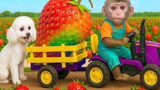 The Farmer in the Dell  | Baby Monkey Nursery Rhymes & Kids Songs