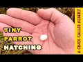 The Smallest Parrot you have ever seen - Tiny egg rescue