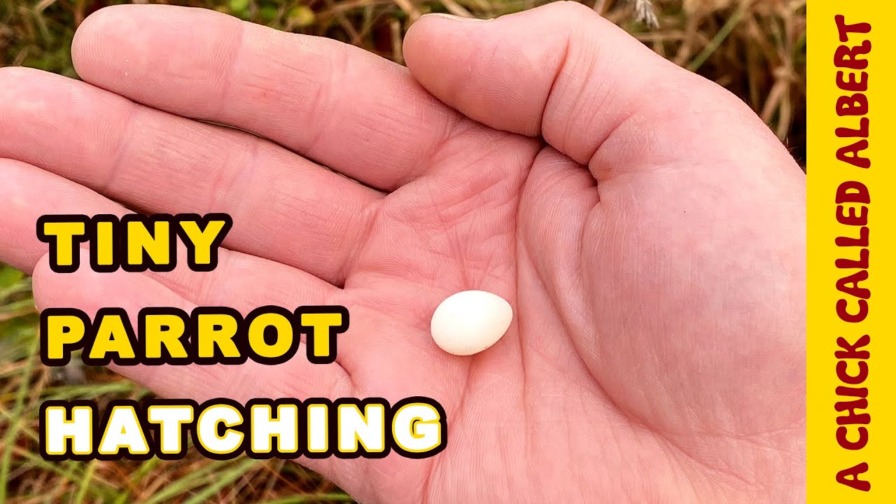 The Smallest Parrot you have ever seen - Tiny egg rescue