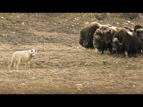 , title : 'Loups VS bœufs musqués - ZAPPING SAUVAGE'