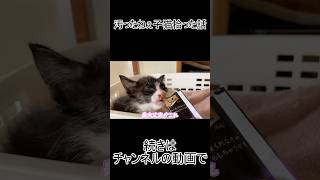 汚ったねぇ子猫拾った話 #捨て猫  #子猫