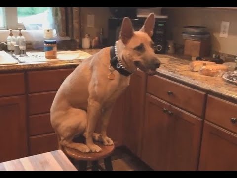 Dog tricks with volunteer Mary Claire's dog Morgan