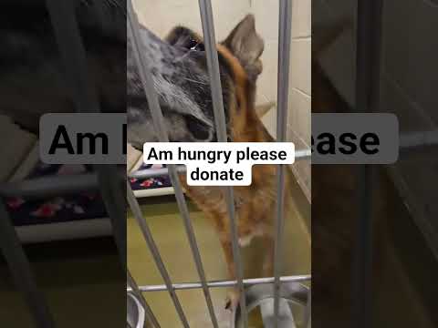 POV, please adopt and donate food link in our bio #NYC#LosAngeles#Chicago#Texas#Florida#california