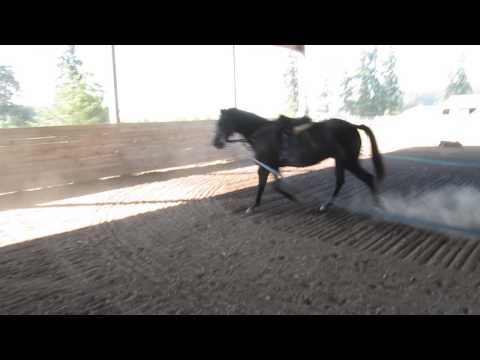 09 113 Bud Saddle Lunge