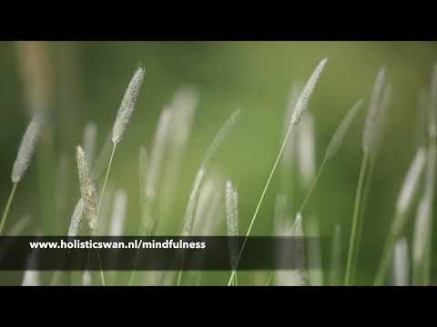Bewegen in aandacht (zittend, 28 minuten)