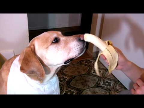 Simpatico video di un cane che assapora la sua banana