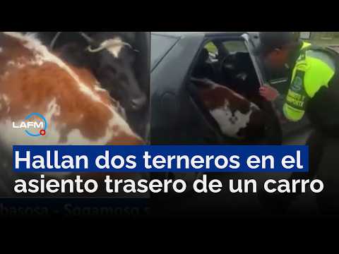 Insólito hallazgo: Sorprenden a conductor con dos terneros dentro de su carro en Boyacá