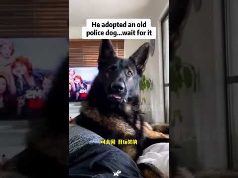 狗狗：雖然咱倆不一樣語言系統，但也別把我當傻子#這狗成精了 #狗狗的心思都寫在臉上了 #狗狗1