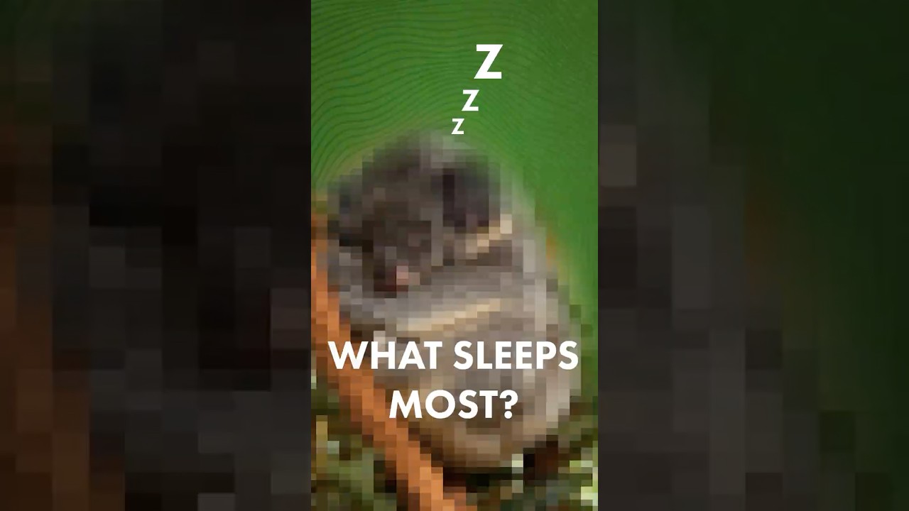 This is nature’s sleepiest animal 💤