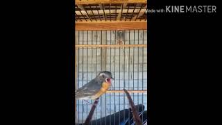 Download lagu Sulingan kembang gacor mp3