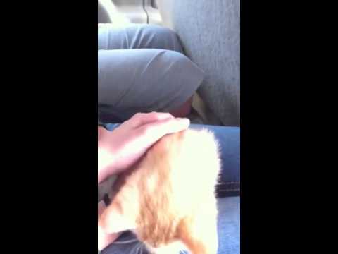 Keana's New Sexy Kitty 'Pauly D' :)