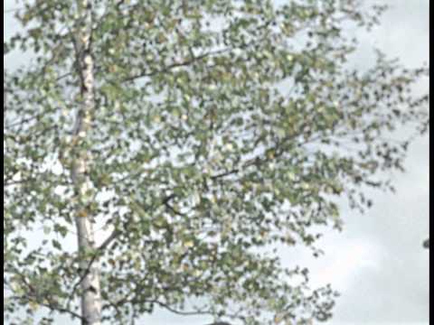 Пес Барбос и необычный кросс. Самогонщики - Trailer