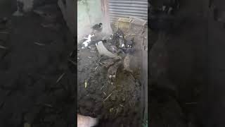 Download lagu #303.MAGPAKAIN TAU NG ITIK. #subscribe #viralvideo #shortvideo @maryfearagon9225 mp3