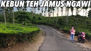 Download lagu KEBUN TEH JAMUS NGAWI JAWA TIMUR - EXPLORE NGAWI mp3 Download lagu KEBUN TEH JAMUS NGAWI JAWA TIMUR - EXPLORE NGAWI mp3