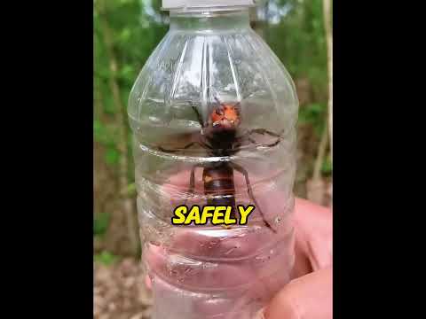 Saved the queen from moths! Hornet invasion led to drone-tracking their mega nest!😭❤️#beerescue