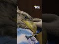 Veterinarian Performs Surgery on Injured Bald Eagle | HERO of the Week