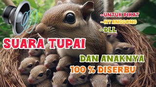 Download lagu Suara anak tupai memanggil induknya 🔞‼️ mp3