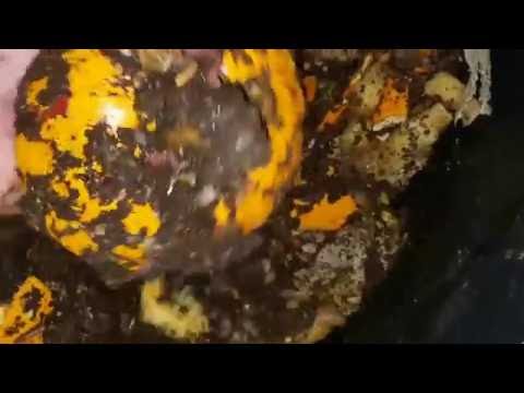 Response to Gilly - the Dalek Worm Bin