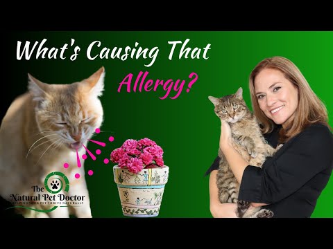 What's Causing Leaky Gut In Your Dogs & Cats?  (Hidden Cause Behind Your Pet Allergy Problem)